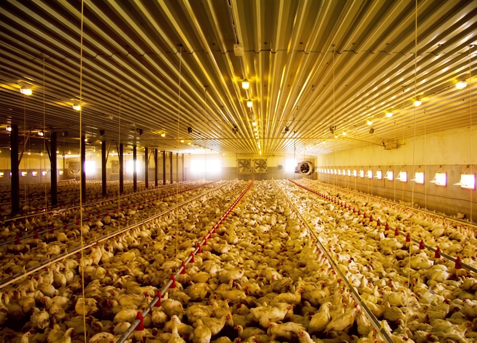 Broiler house interior with environmental control